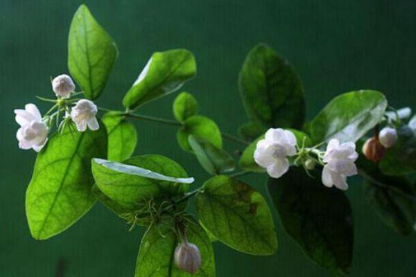 夢見紅花是什么意思 女人夢到滿地紅花去摘有什么預兆