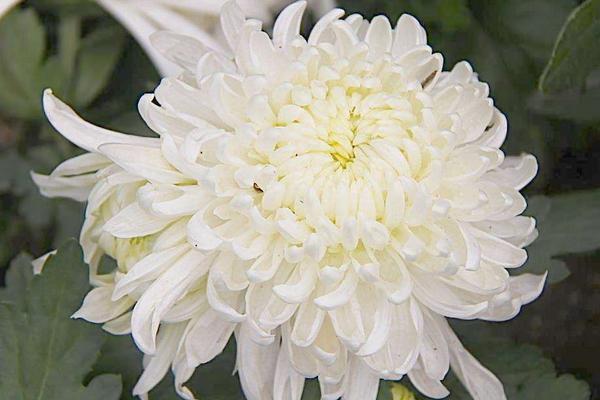 夢見紅花是什么意思 女人夢到滿地紅花去摘有什么預兆