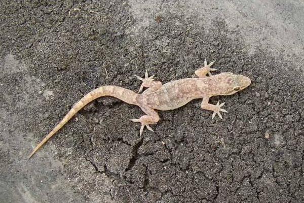 夢見壁虎是什么意思 女人夢到壁虎爬到自己身上有什么預兆