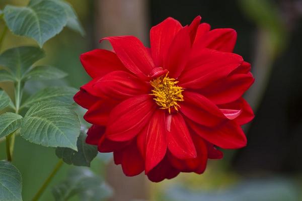 夢(mèng)見(jiàn)紅花是什么意思 女人夢(mèng)到滿地紅花去摘有什么預(yù)兆