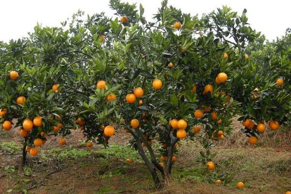 夢見橙子是什么意思 孕婦夢到吃橙子有什么預兆