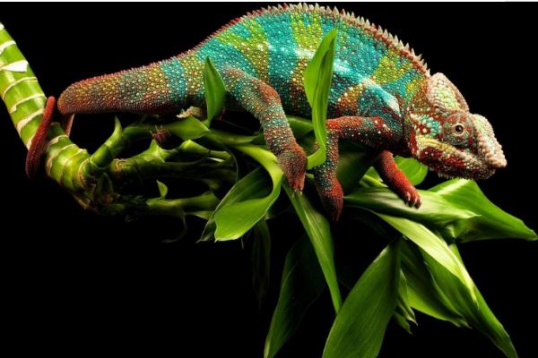 夢見變色龍是什么意思 孕婦夢到變色龍有什么預兆