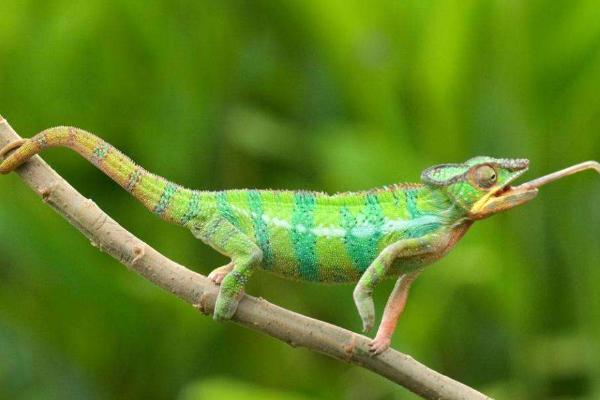 夢見變色龍是什么意思 孕婦夢到變色龍有什么預兆