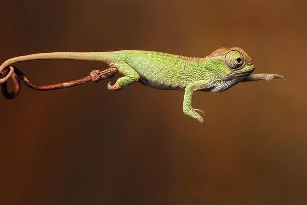 夢見變色龍是什么意思 孕婦夢到變色龍有什么預兆