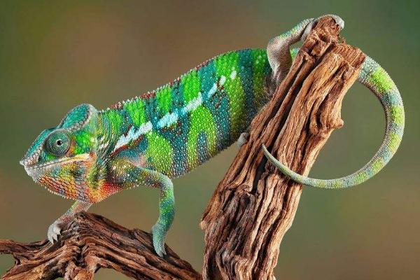 夢見變色龍是什么意思 孕婦夢到變色龍有什么預兆