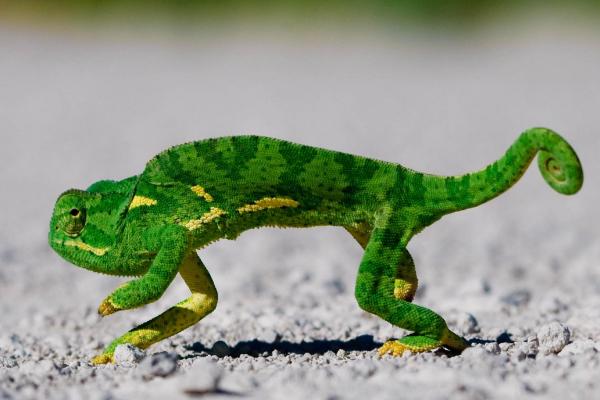 夢見變色龍是什么意思 孕婦夢到變色龍有什么預兆