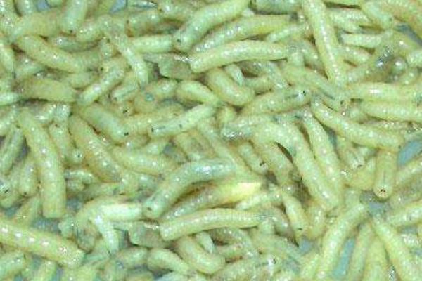 夢見蛆蟲是什么意思 女人夢到滿地都是蛆蟲有什么預兆