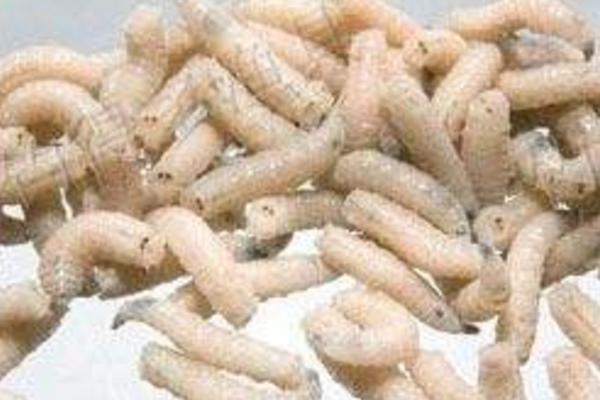 夢見蛆蟲是什么意思 女人夢到滿地都是蛆蟲有什么預兆