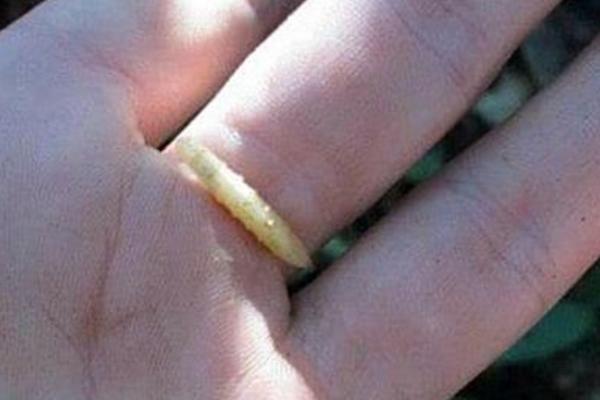 夢見蛆蟲是什么意思 女人夢到滿地都是蛆蟲有什么預兆