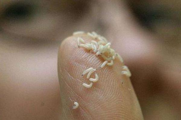 夢見蛆蟲是什么意思 女人夢到滿地都是蛆蟲有什么預兆