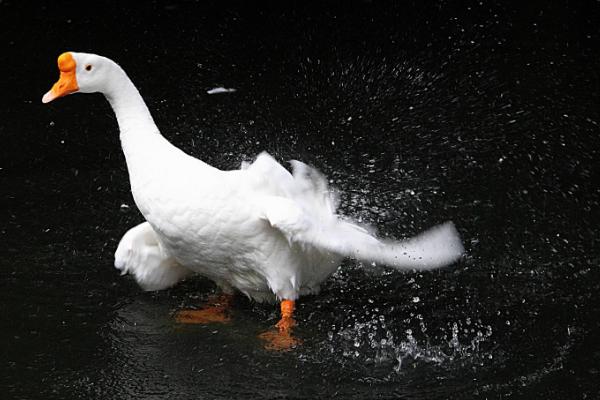 夢見鵝是什么意思 女人夢到鵝追著自己咬有什么預兆