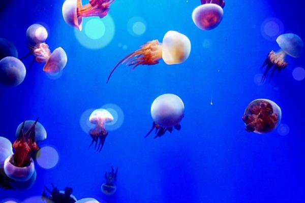 夢見鰻魚是什么意思 女人夢到抓了好多鰻魚有什么預兆.