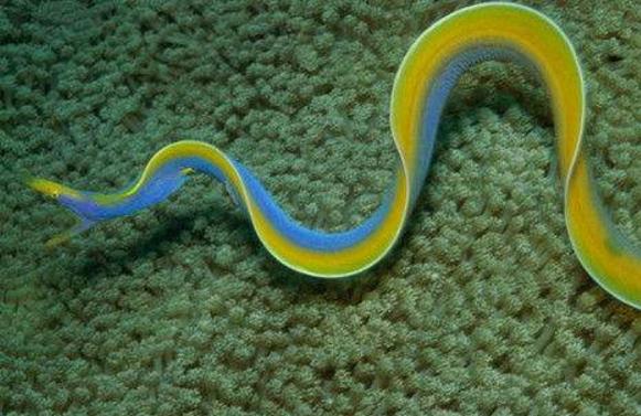 夢見鰻魚是什么意思 女人夢到抓了好多鰻魚有什么預兆.