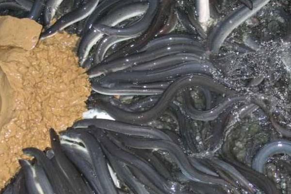 夢見鰻魚是什么意思 女人夢到抓了好多鰻魚有什么預兆.