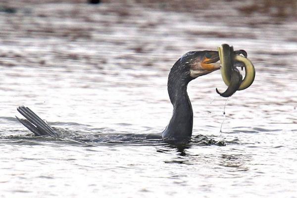 夢見鰻魚是什么意思 女人夢到抓了好多鰻魚有什么預兆.