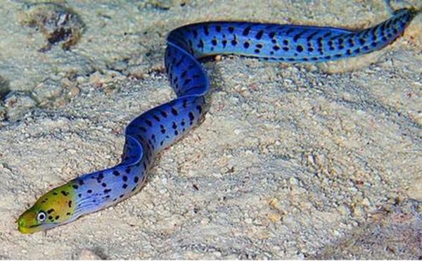 夢見鰻魚是什么意思 女人夢到抓了好多鰻魚有什么預兆.