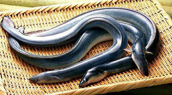 夢見鰻魚是什么意思 女人夢到抓了好多鰻魚有什么預兆.