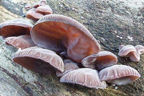 夢見木耳是什么意思 孕婦夢到摘木耳有什么預兆