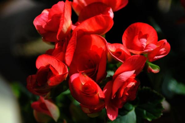 海棠花圖片大全 海棠花花語及寓意 海棠花有幾種(什么顏色)