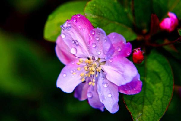 海棠花圖片大全 海棠花花語及寓意 海棠花有幾種(什么顏色)