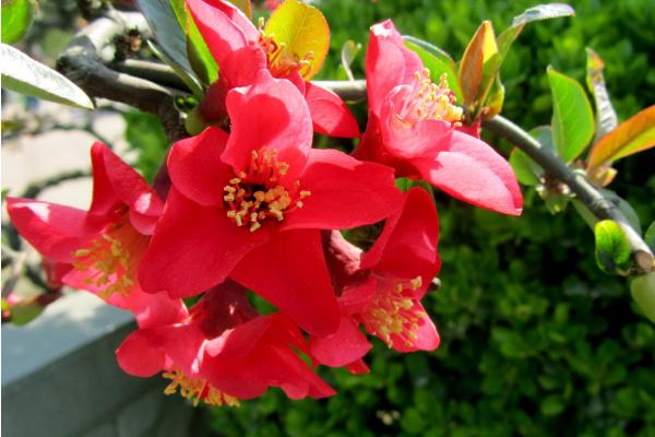 海棠花圖片大全 海棠花花語及寓意 海棠花有幾種(什么顏色)