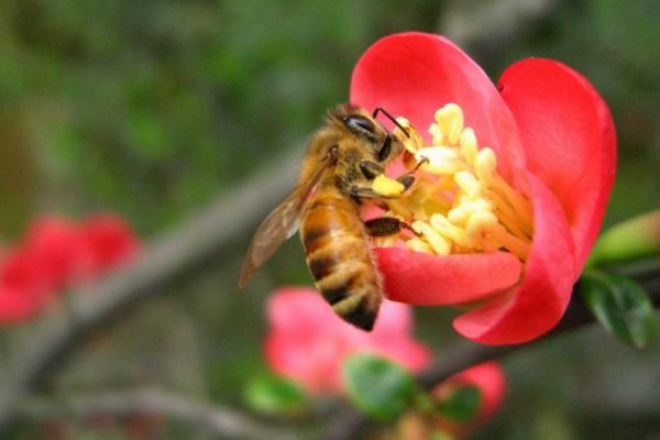 海棠花圖片大全 海棠花花語及寓意 海棠花有幾種(什么顏色)