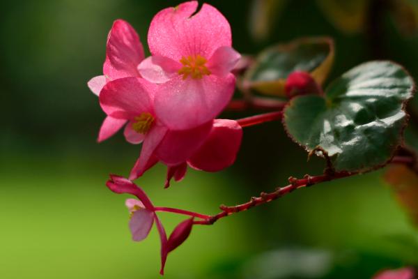 海棠花圖片大全 海棠花花語及寓意 海棠花有幾種(什么顏色)