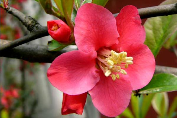 海棠花圖片大全 海棠花花語及寓意 海棠花有幾種(什么顏色)