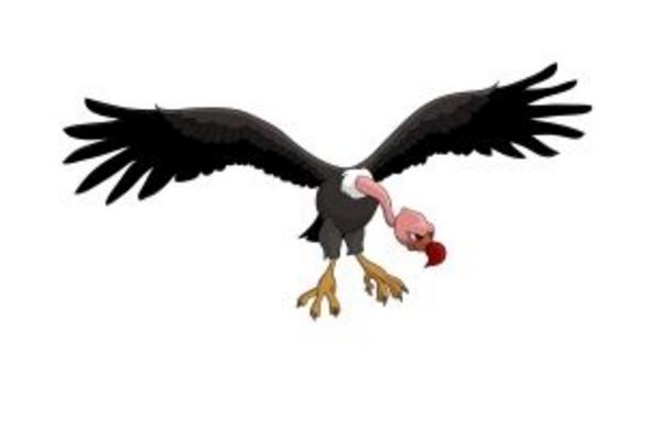 夢見禿鷲是什么意思 夢到自己被禿鷲追有什么預(yù)兆
