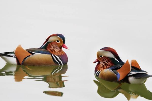 夢見鴛鴦是什么意思 夢到鴛鴦在水里游有什么預兆