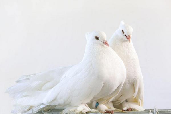 夢見鴿子蛋是什么意思 女人夢見鴿子和鴿子蛋有什么預(yù)兆