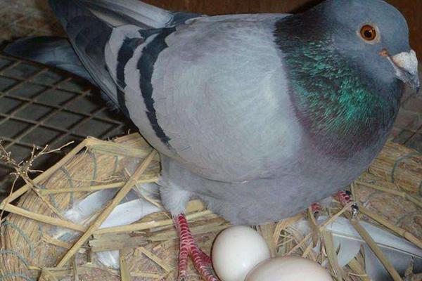 夢見鴿子蛋是什么意思 女人夢見鴿子和鴿子蛋有什么預(yù)兆