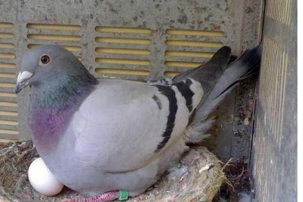 夢見鴿子蛋是什么意思 女人夢見鴿子和鴿子蛋有什么預(yù)兆