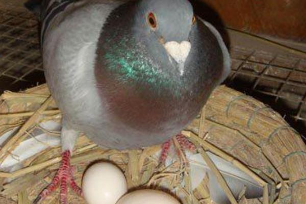 夢見鴿子蛋是什么意思 女人夢見鴿子和鴿子蛋有什么預(yù)兆