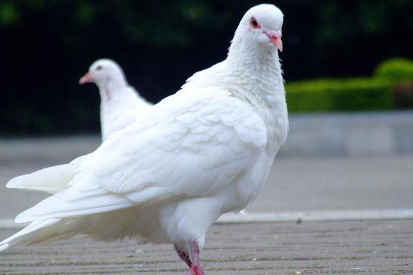 夢見鴿子蛋是什么意思 女人夢見鴿子和鴿子蛋有什么預(yù)兆