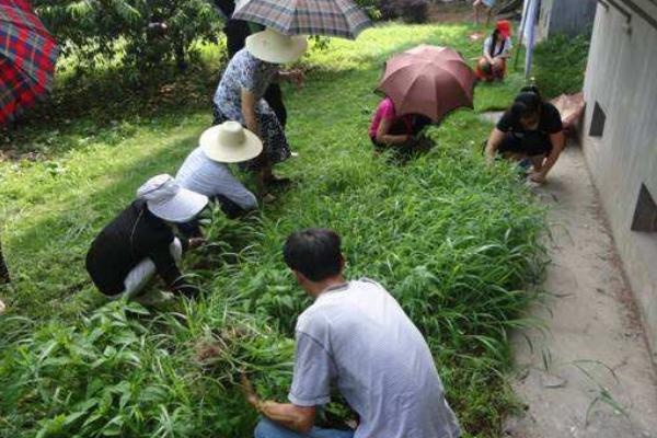 夢見拔草是什么意思 女人夢到和別人在稻田里拔草有什么預兆
