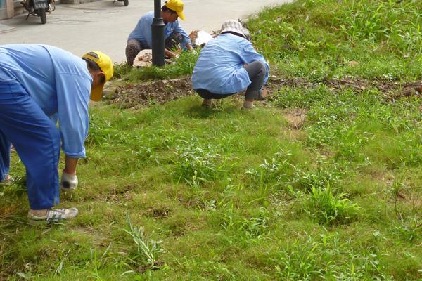 夢見拔草是什么意思 女人夢到和別人在稻田里拔草有什么預兆