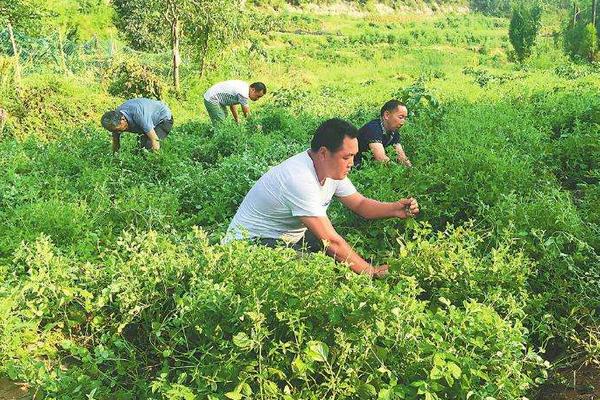 夢見拔草是什么意思 女人夢到和別人在稻田里拔草有什么預兆