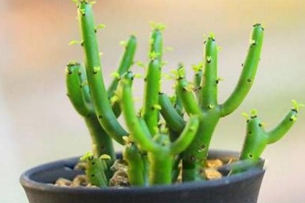 光棍樹和膨珊瑚的區(qū)別是什么 光棍樹要怎樣栽培呢