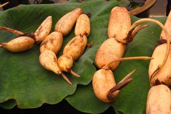 夢見藕是什么意思 女人夢到吃蓮藕有什么預兆