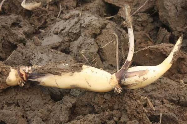 夢見藕是什么意思 女人夢到吃蓮藕有什么預兆