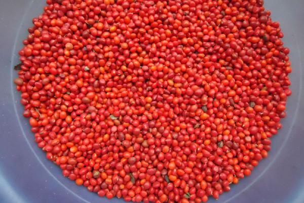 海紅豆和相思子的區別是什么 海紅豆和相思子的形態特征分別是什么