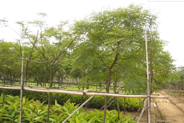 海紅豆和相思子的區別是什么 海紅豆和相思子的形態特征分別是什么