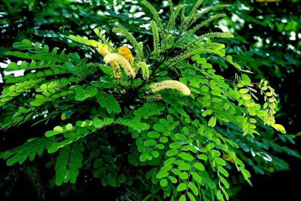 海紅豆和相思子的區別是什么 海紅豆和相思子的形態特征分別是什么