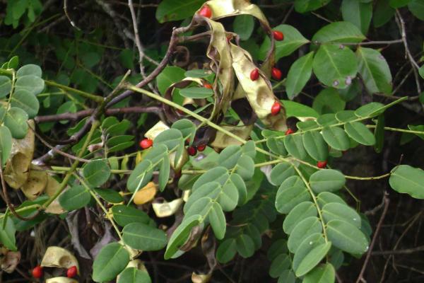 海紅豆和相思子的區別是什么 海紅豆和相思子的形態特征分別是什么