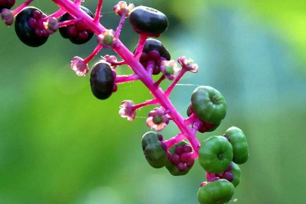密蒙花功效與作用 密蒙花藥用價值