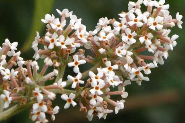 密蒙花功效與作用 密蒙花藥用價值