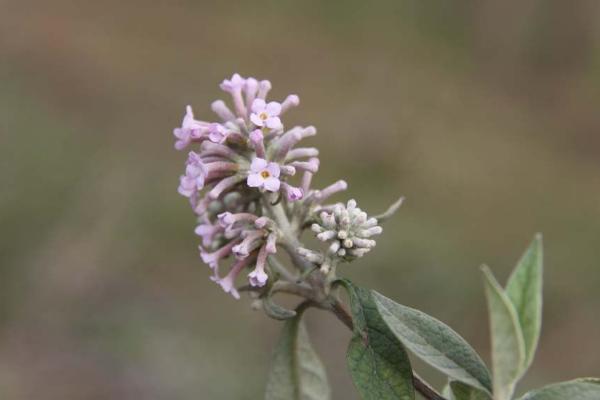 密蒙花功效與作用 密蒙花藥用價值