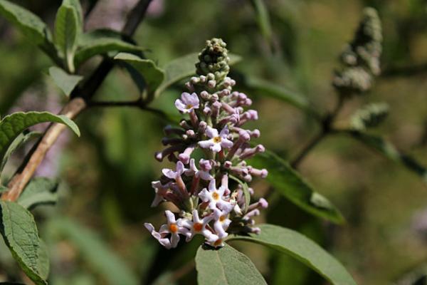 密蒙花功效與作用 密蒙花藥用價值