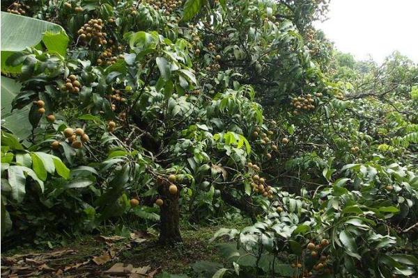 夢見桂圓是什么意思 孕婦夢到買桂圓有什么預兆